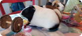 Cochons d'Inde